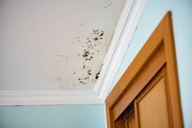 Best Attic Mold Removal  in Polo, IL